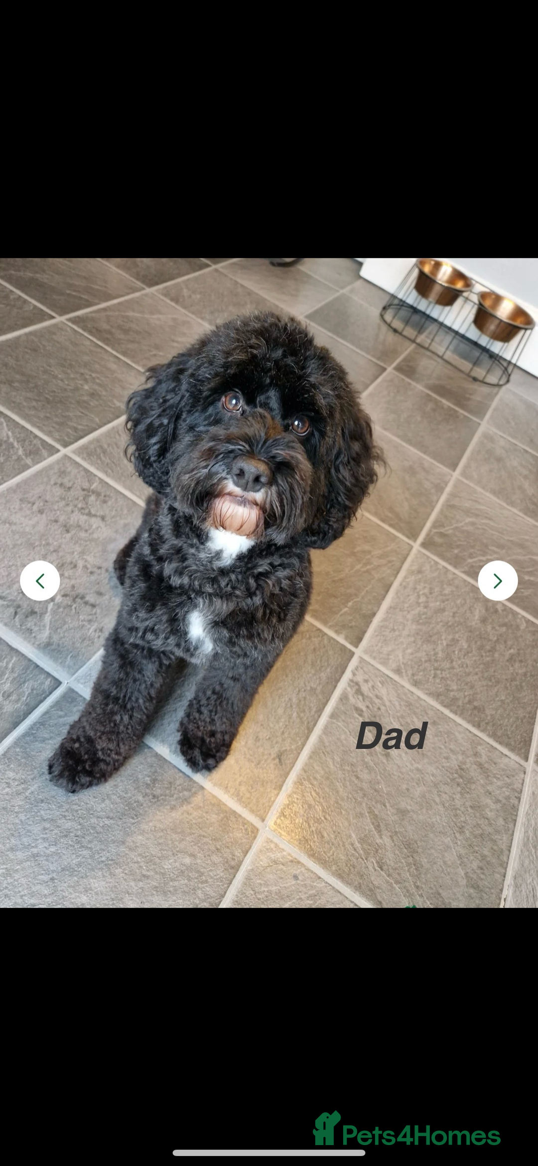 Mixed Breed dogs for sale: Miniature Schnauzer X Cockapoo - Image 9