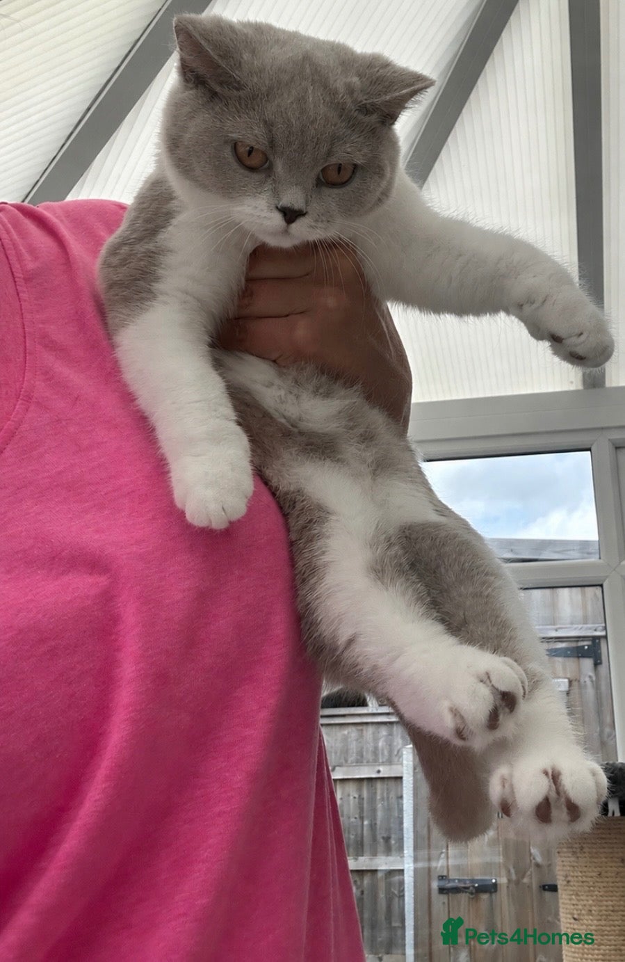 British Shorthair cats READY NOW Lilac and white female BSH  - Advert 1