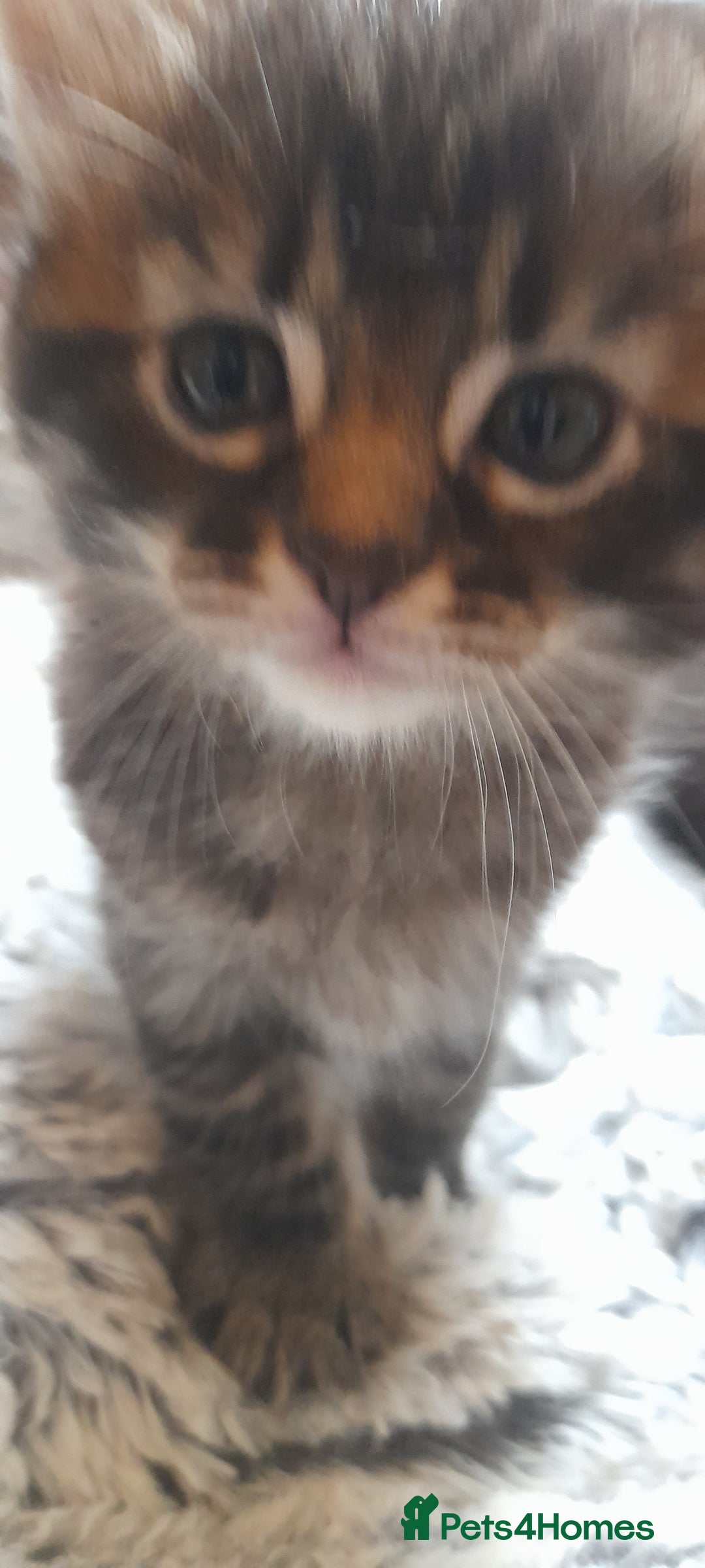 Mixed Breed cats for sale: Kittens  - Image 8