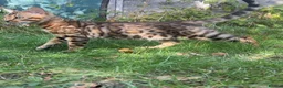 Bengal cats for sale: TICA Registered Bengal Kitten - Stunning Rosettes - Advert 24