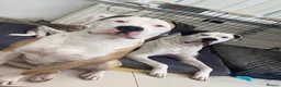 American Bulldog dogs for stud: NKC American Bulldog for Stud in Birmingham - Advert 9