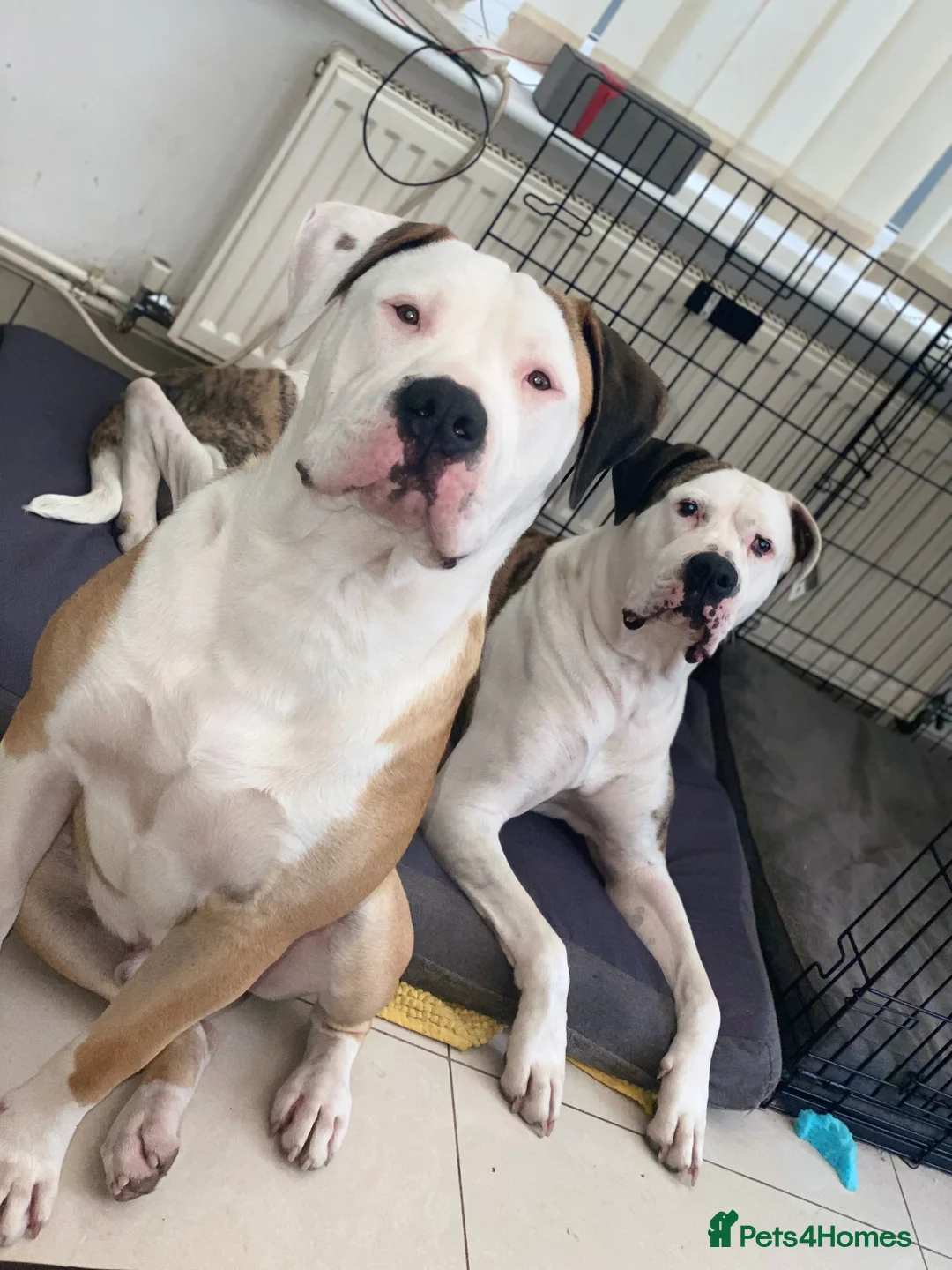 American Bulldog dogs for stud: NKC American Bulldog for Stud in Birmingham - Advert 9
