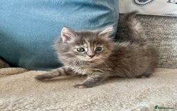 Maine Coon cats for sale: Maine Coon Kittens - Image 2