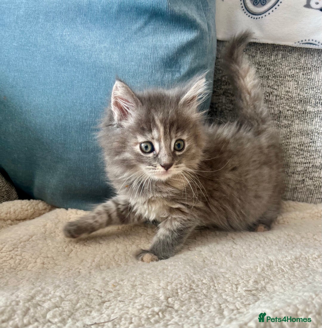 Maine Coon cats for sale: Maine Coon Kittens - Image 2