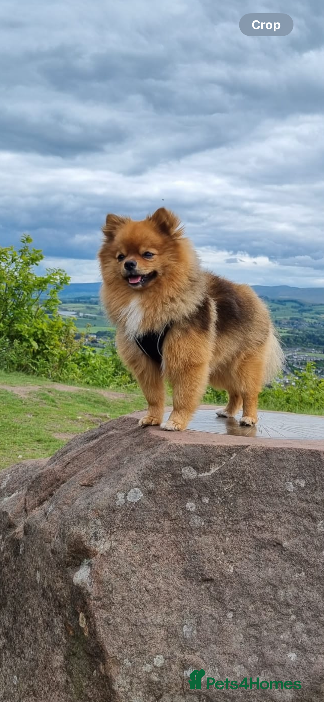 Pomeranian dogs for stud: Beautiful Pom for stud  - Advert 13