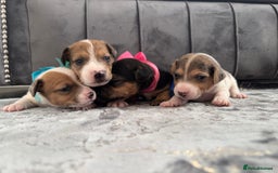 Jack Russell dogs for sale: Beautiful Jack russell puppies for sale  - Image 10