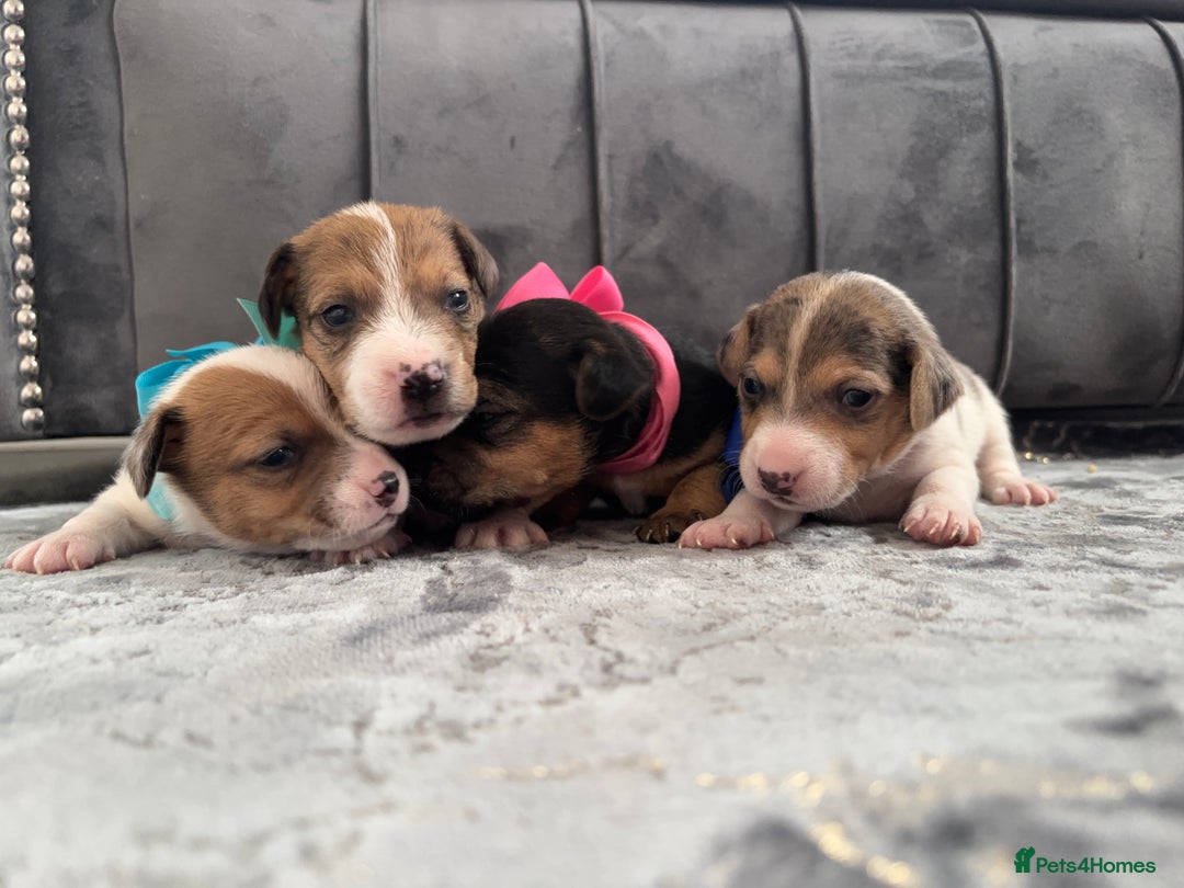 Jack Russell dogs for sale: Beautiful Jack russell puppies for sale  - Image 10