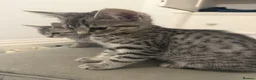 Egyptian Mau cats for sale: Egyptian Mau cutest kittens. Ready NOW - Advert 4