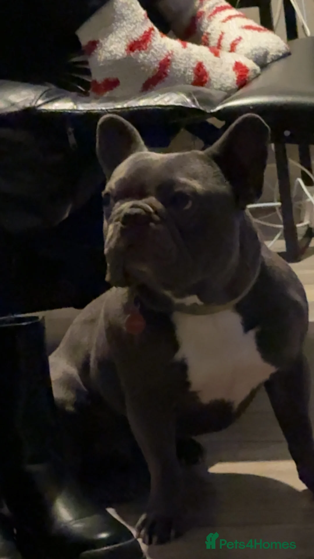 French Bulldog dogs for stud: Kc registered blue French bulldog for stud - Advert 1