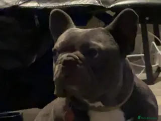 French Bulldog dogs Kc registered blue French bulldog for stud - Advert 20