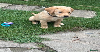 Labrador Retriever dogs in Hereford - Advert 15