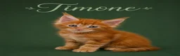 Maine Coon cats for sale: 🧡 Pedigree TICA Registered Maine Coon Kittens 🧡 - Advert 4