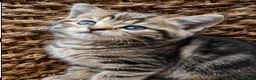 British Shorthair cats for sale: British Shorthair kittens  in Wirral - Advert 11