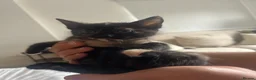 Mixed Breed cats for sale: Female tortie kitten - Advert 2