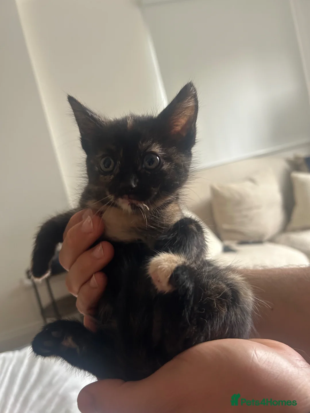 Mixed Breed cats for sale: Female tortie kitten - Advert 2