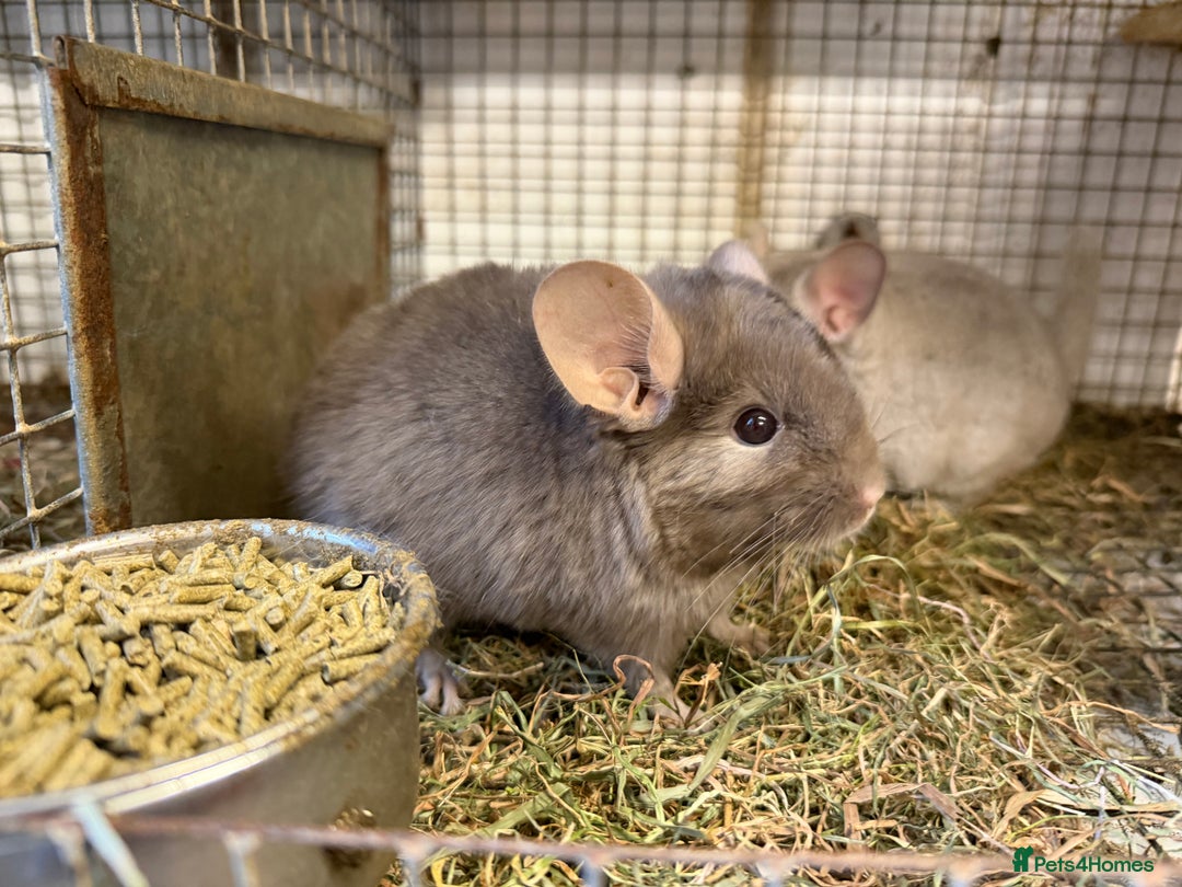 Chinchilla rodents for sale: Males and female chinchillas.  - Advert 9