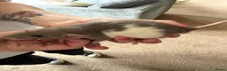 Rat rodents for sale: Rats for sale - Advert 6