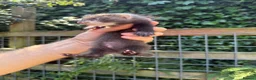 Ferret rodents for sale: Full angora ferret hob 8 weeks  in Pickering - Advert 5