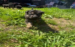 German Shepherd dogs for sale: German shepherd puppies  - Image 11