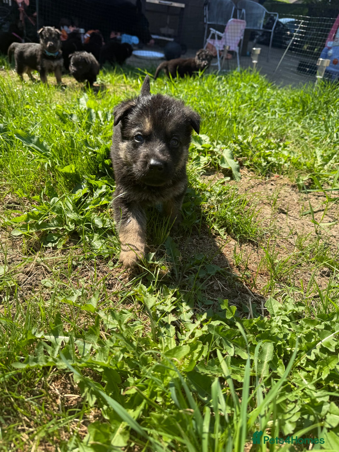 German Shepherd dogs for sale: German shepherd puppies  - Image 11