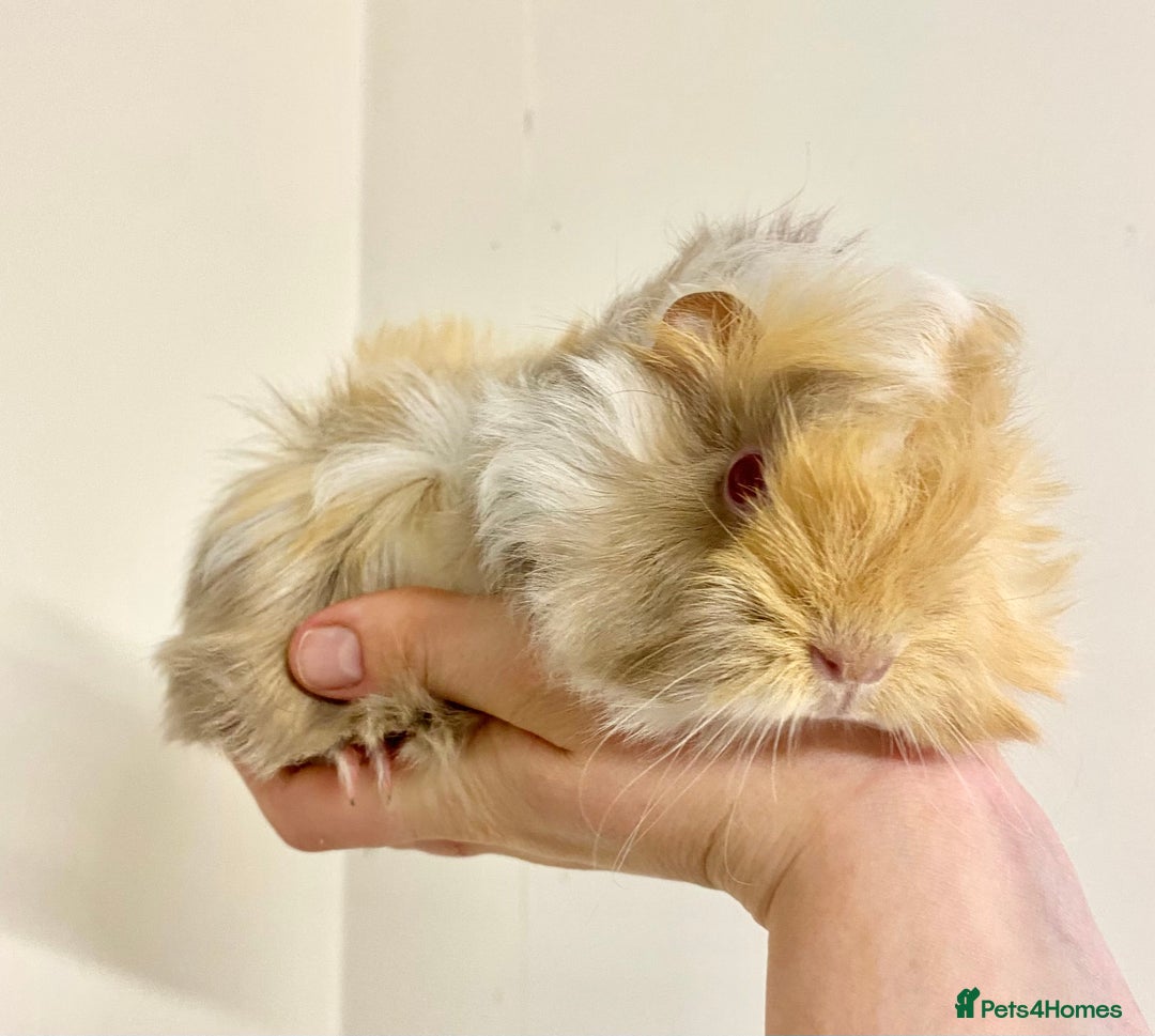Guinea Pig rodents for sale: Long haired Guinea Pigs For Sale - Image 12