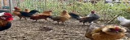 Chickens poultry for sale: Barbu d’Anver and Dutch bantam in Banbury - Advert 5