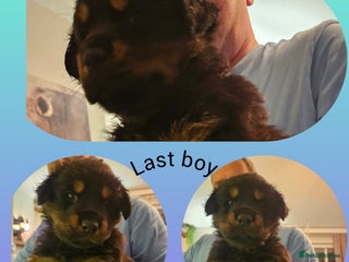 Rottweiler dogs Ready now: (dw) kc rottweiler puppies 1 boy left - Advert 11