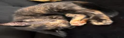Mixed Breed cats for sale: Mix Scottish fold/straight ears. - Advert 5