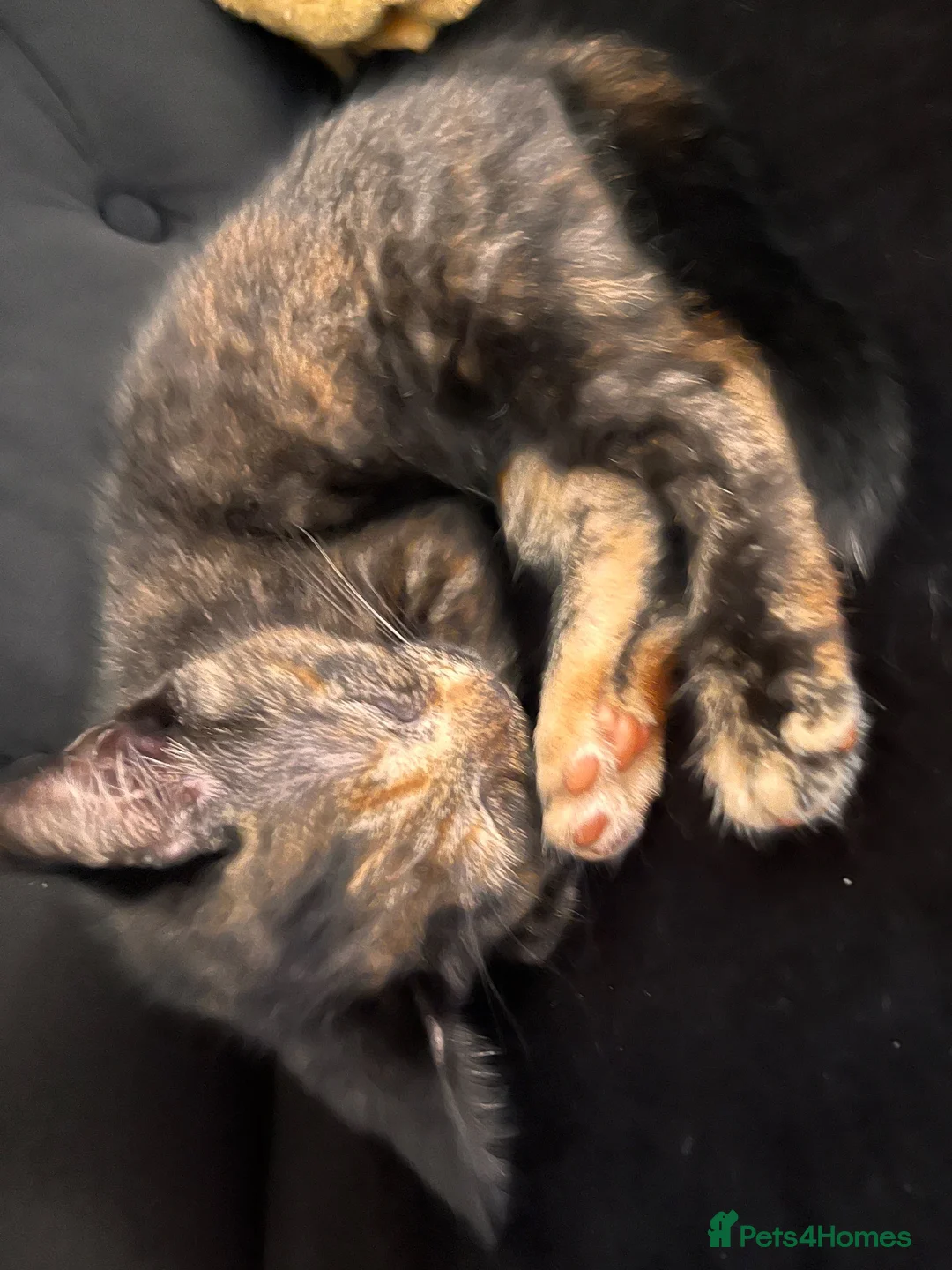 Mixed Breed cats for sale: Mix Scottish fold/straight ears. - Advert 5