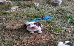 English Springer Spaniel dogs for sale: Kc Reg English Springer spaniel boys in Dorchester - Image 37