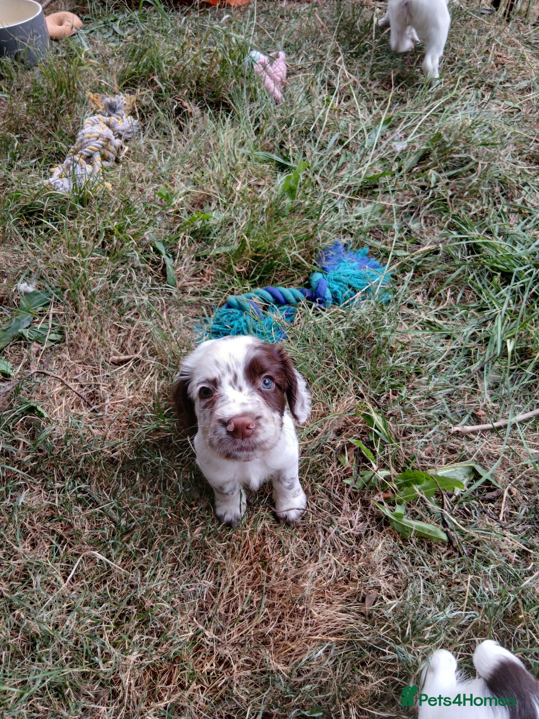 English Springer Spaniel dogs for sale: Kc Reg English Springer spaniel boys in Dorchester - Image 37