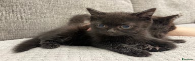 Mixed Breed Kitten 2
