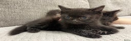Mixed Breed cats for sale: Adorable Black Kittens - Advert 7