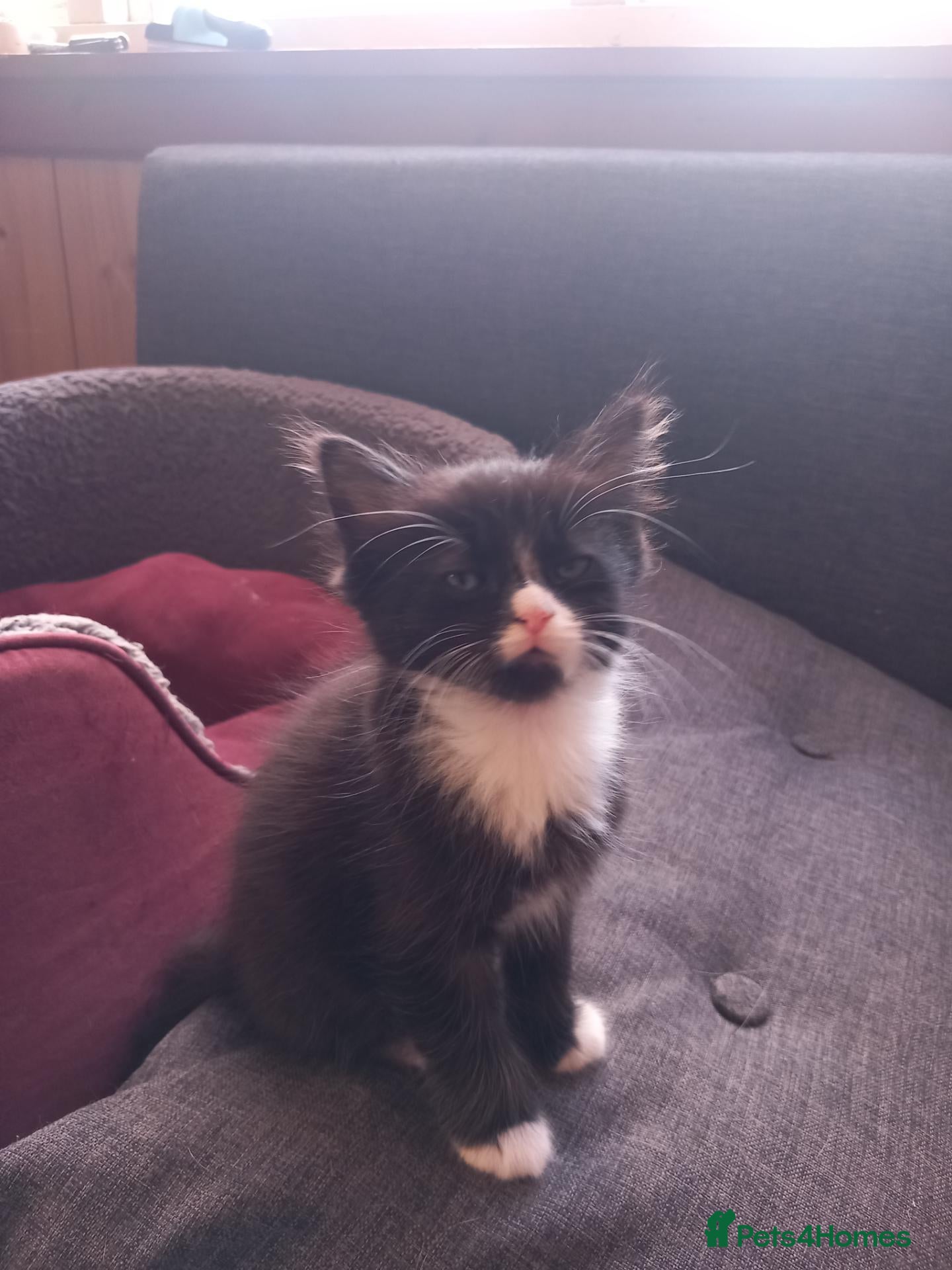 Domestic Shorthair cats Amazing kittens  - Advert 2