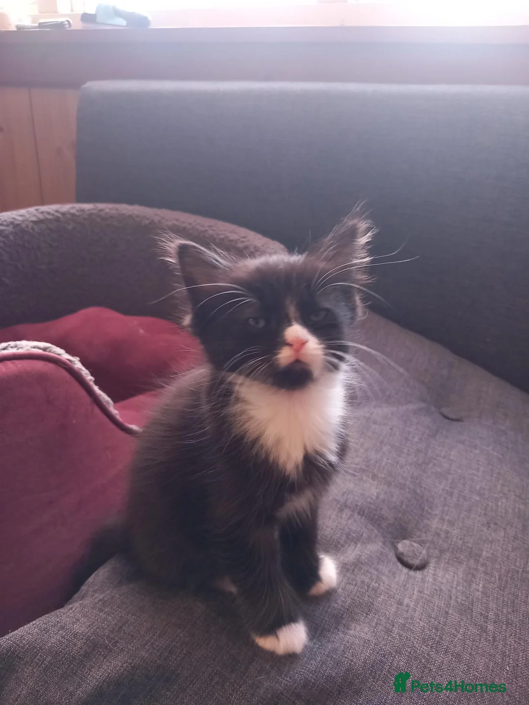 Domestic Shorthair cats for sale: Amazing kittens  in London - Advert 2