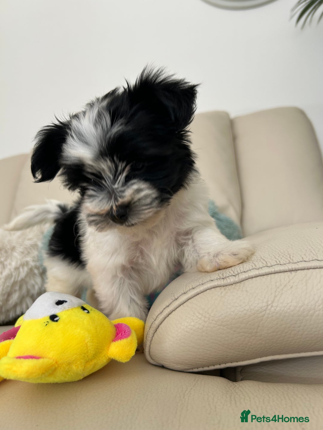 Biewer Terrier dogs for sale: ✨KC Beautiful Biewer x Biro Terrier Puppies✨   - Image 29