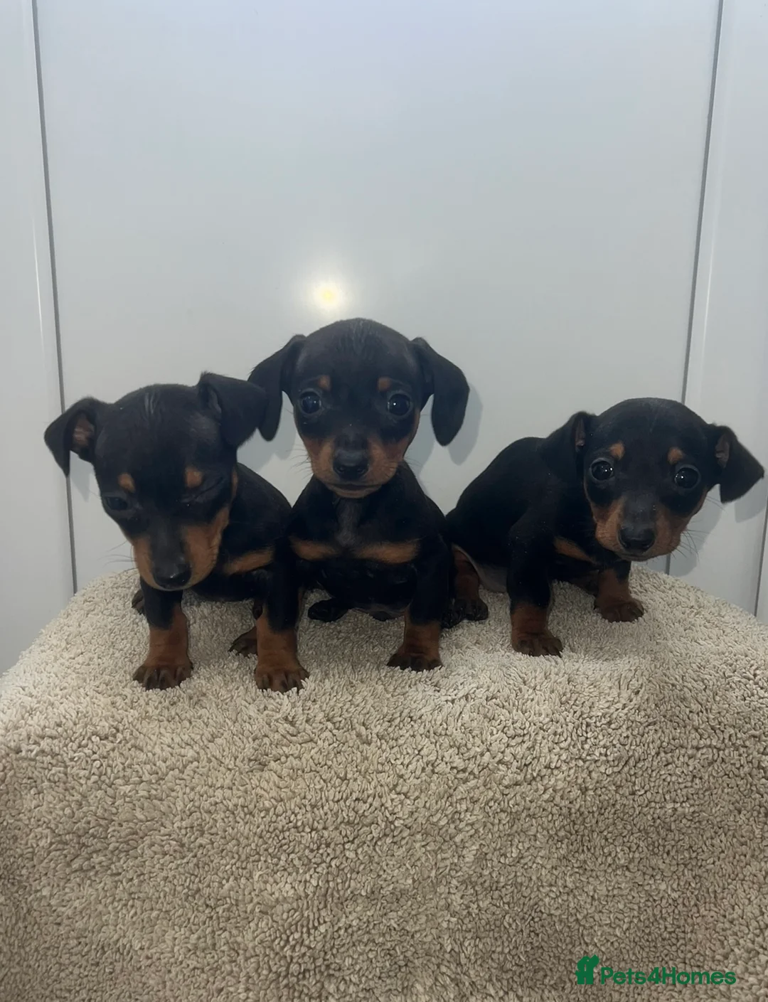 Miniature Dachshund dogs for sale: Miniature datchhounds  - Advert 1