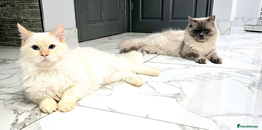 Ragdoll cats for stud: GCCF Champion line Ragdoll Stud - Advert 5