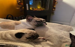 French Bulldog dogs for sale: Perfect sweet boy looking for new home  - Image 10
