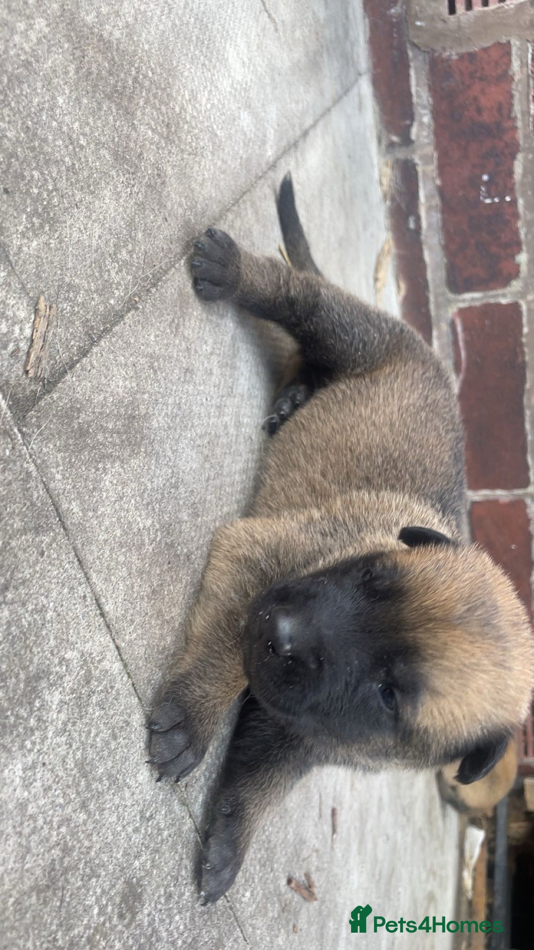 Belgian Shepherd Dog dogs for sale: Stunning Pure Belgian Malinois Pups - Image 10