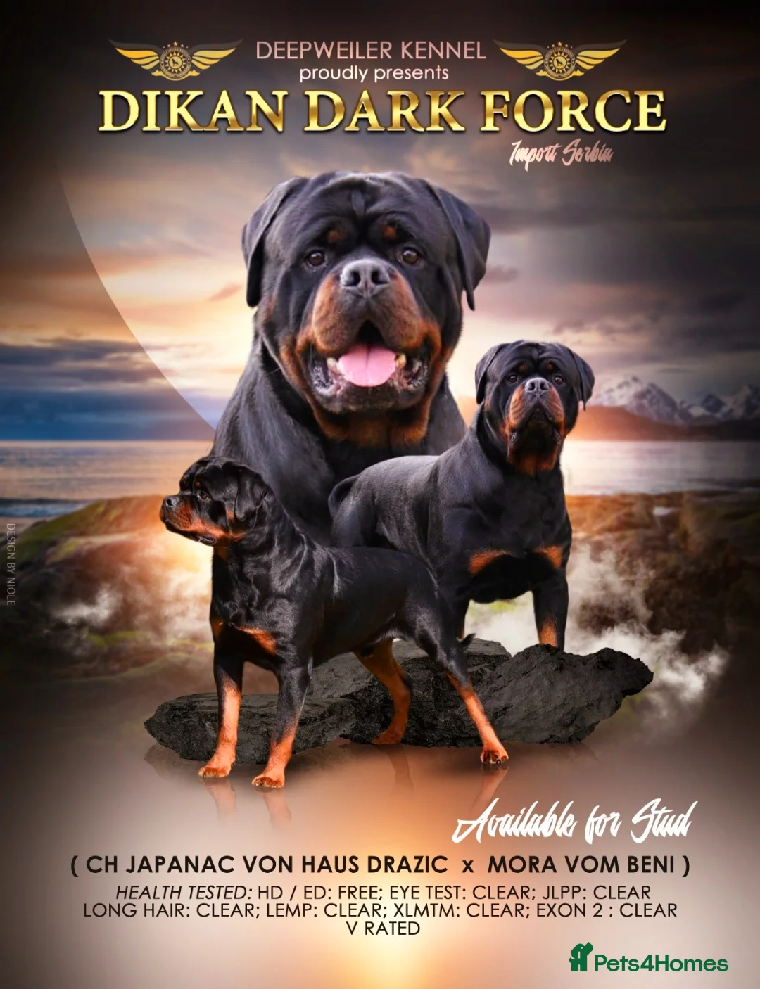 Rottweiler dogs for stud: Rottweiler import Stud (BIG DADDY BRUNO) in Liverpool - Advert 11
