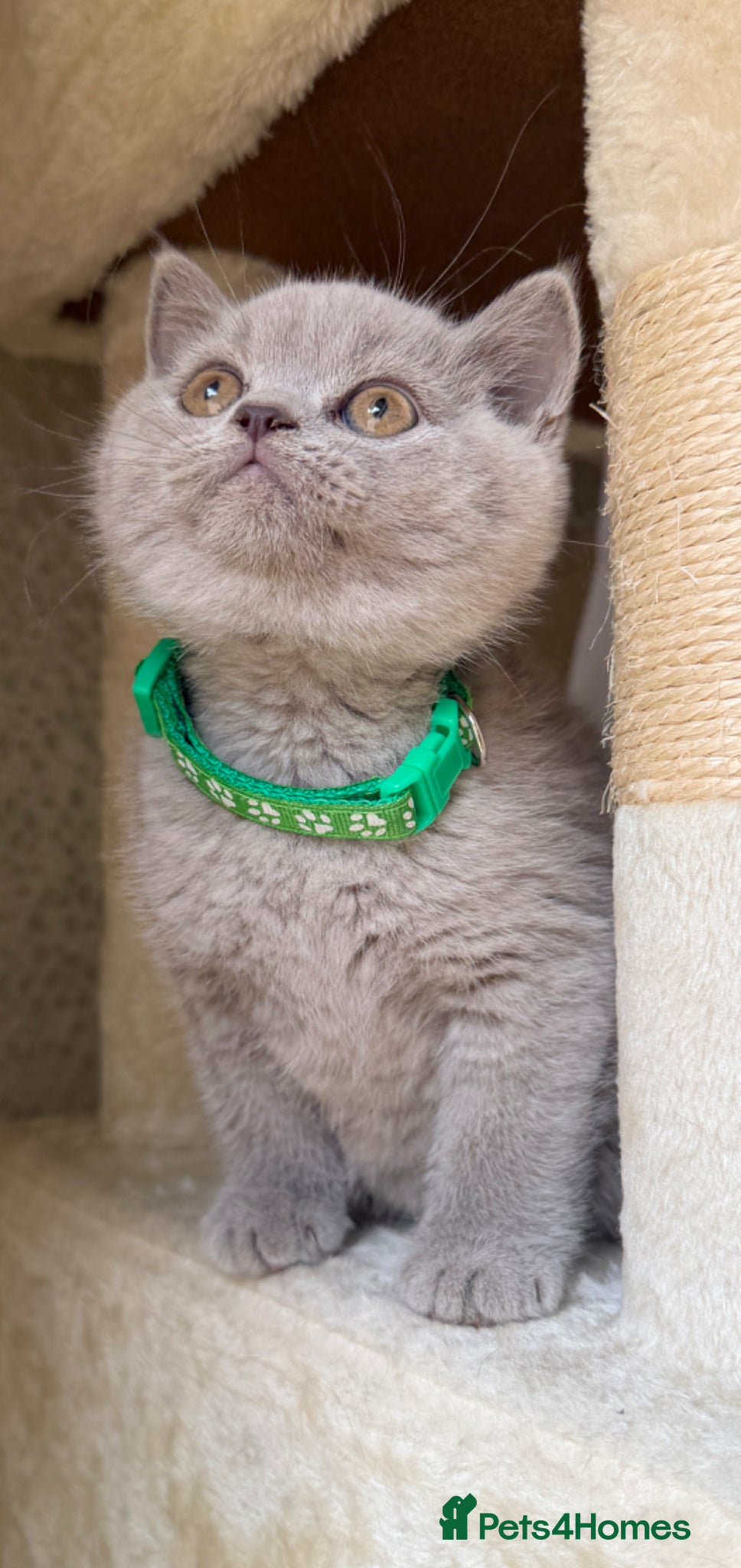 British Shorthair cats Beautiful chunky British shorthair kittens - Advert 8