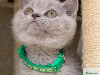 British Shorthair cats Beautiful chunky British shorthair kittens - Advert 8