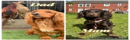 Cocker Spaniel dogs for sale: Cocker spaniel puppies  in Stockton-on-Tees - Advert 1