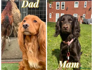 Cocker Spaniel dogs Cocker spaniel puppies - Advert 1