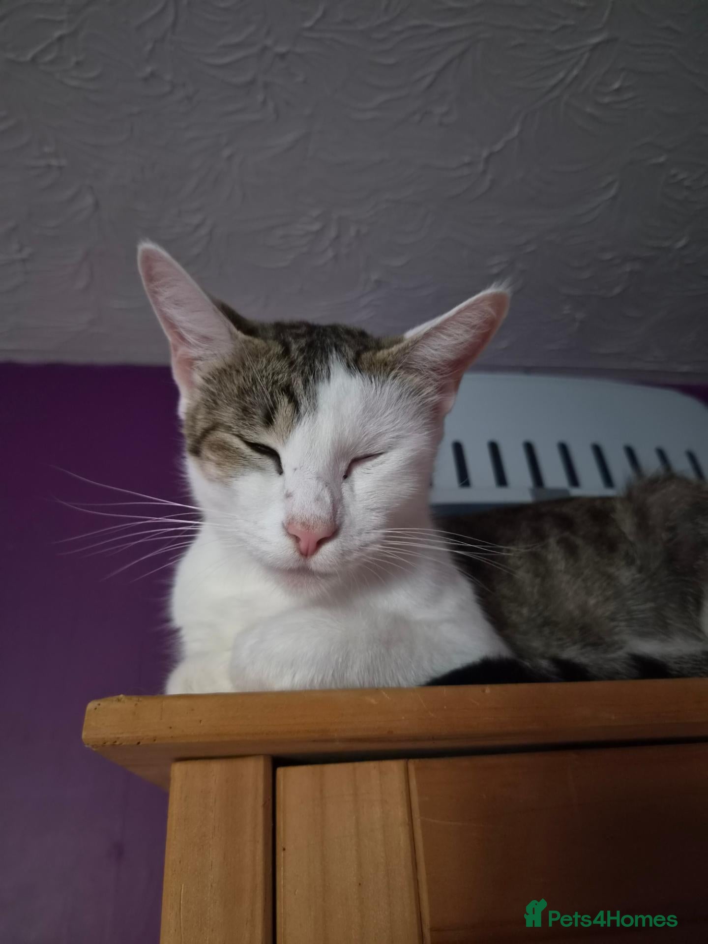 Mixed Breed cats for sale: Kittens looking for great homes - Advert 3
