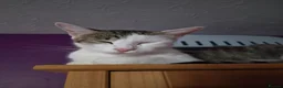 Mixed Breed cats for sale: Kittens looking for great homes - Advert 1
