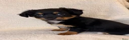 Mixed Breed dogs for sale: Jack Russell x terrier  - Advert 9