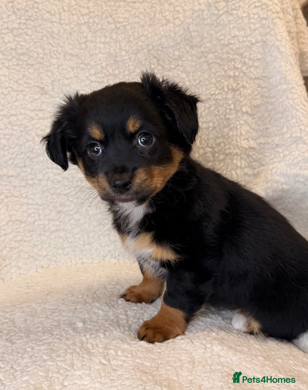 Mixed Breed dogs for sale: Jack Russell x terrier  - Advert 9
