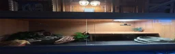 Bearded Dragon reptiles for sale: male bearded dragon + cage and accessories  in Brechin - Advert 4